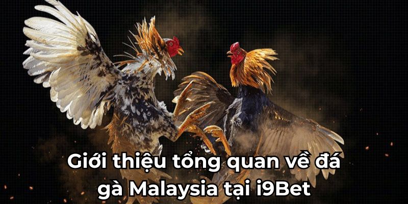 Giới thiệu tổng quan về đá gà Malaysia tại i9Bet