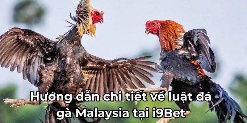 Hướng dẫn chi tiết về luật đá gà Malaysia tại i9Bet