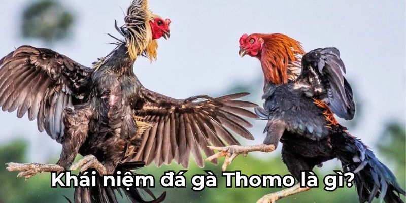 Khái niệm đá gà Thomo là gì?