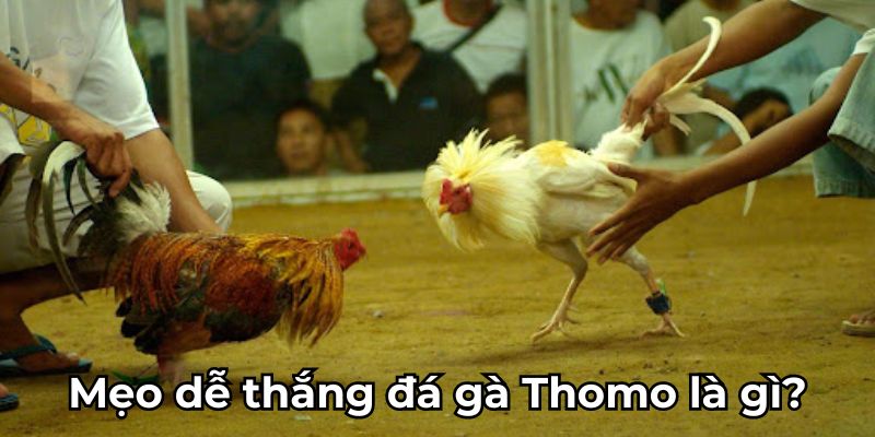 Mẹo dễ thắng đá gà Thomo là gì?