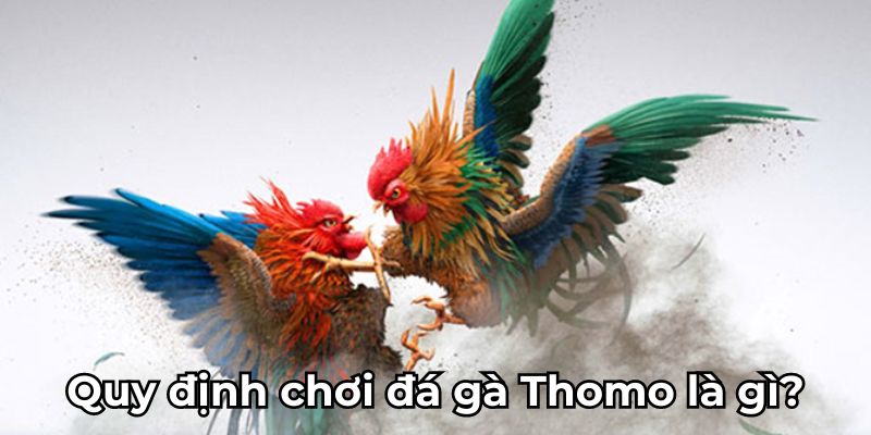 Quy định chơi đá gà Thomo là gì?