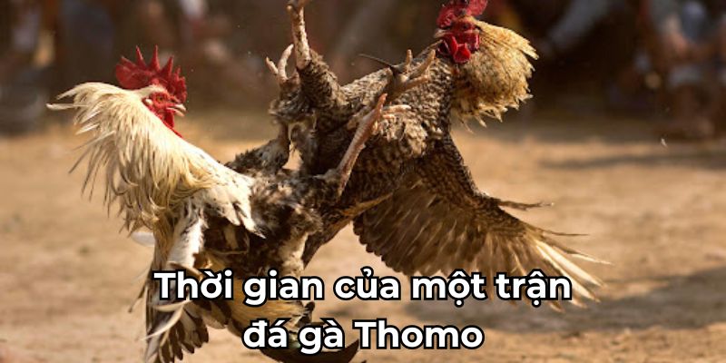 Thời gian của một trận đá gà Thomo