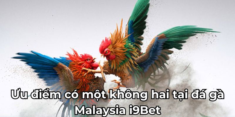 Ưu điểm có một không hai tại đá gà Malaysia i9Bet